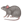 Animal Rat